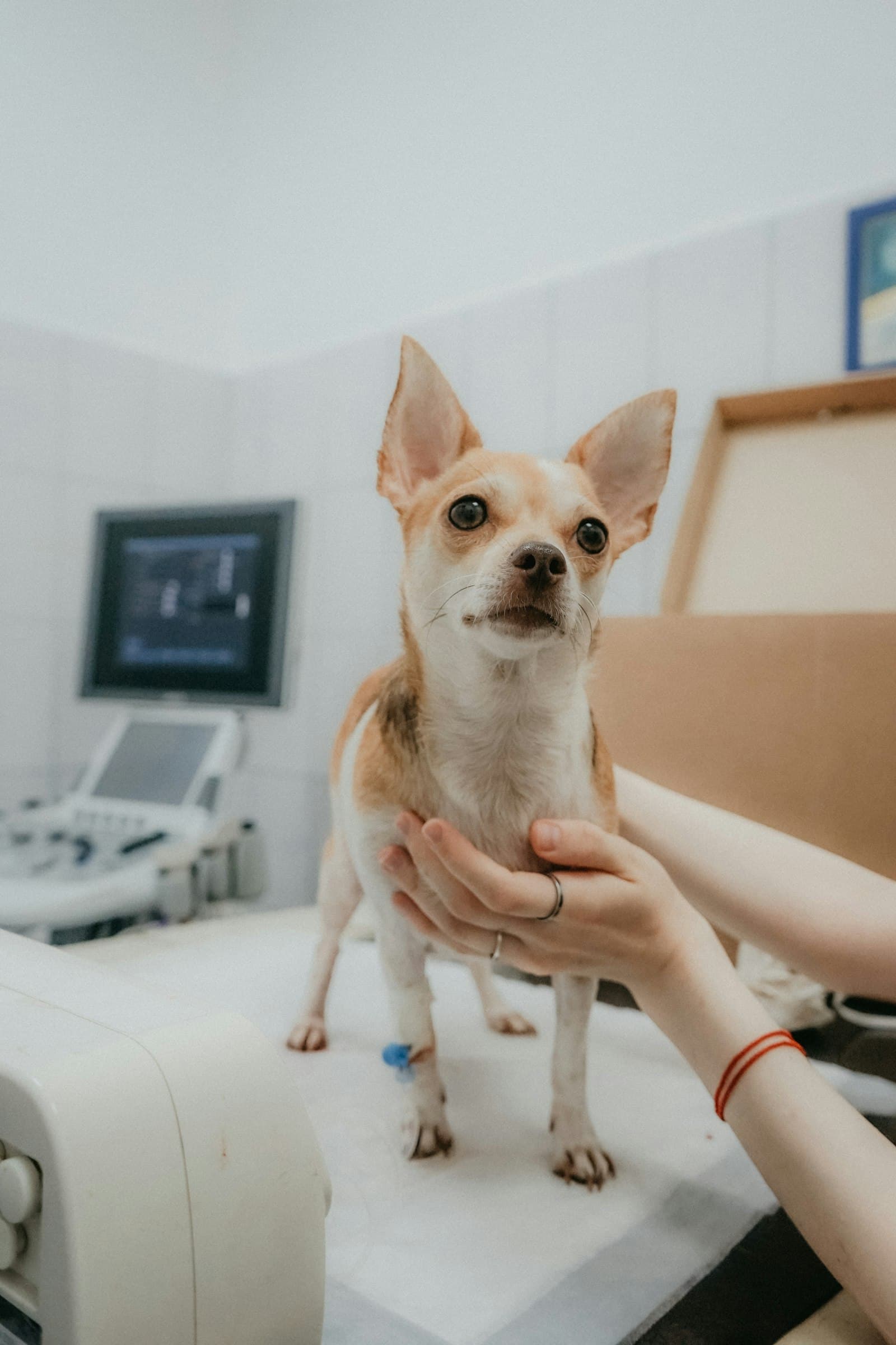 Veterinär som håller en hund vid en undersökning